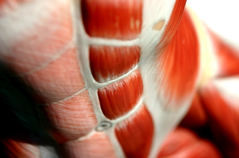 Health Benefits of Powerlifting in Later Life