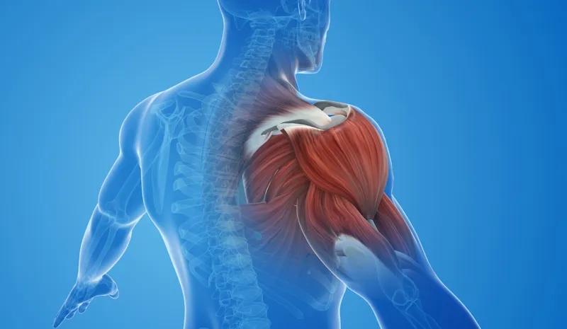 The Science Behind Grip Width and Muscle Activation