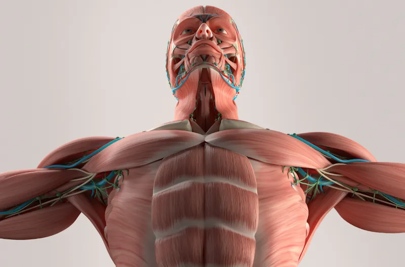 Advantages of the Decline Bench Press