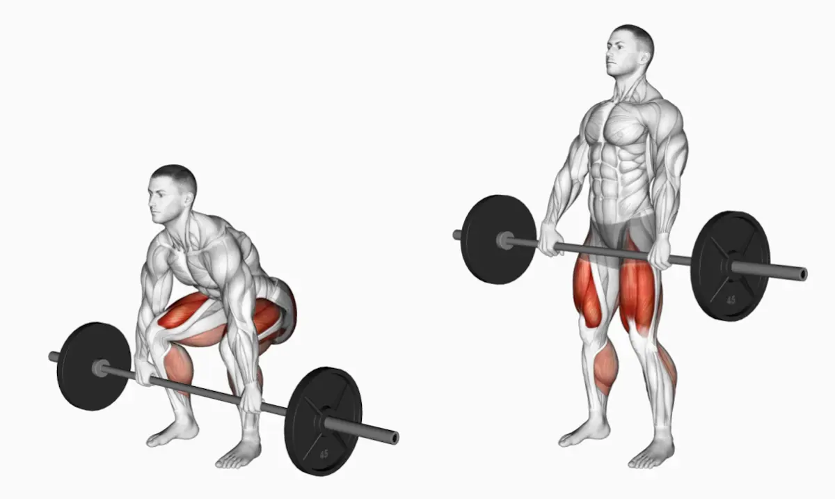 Muscles worked diagram of conventional deadlift