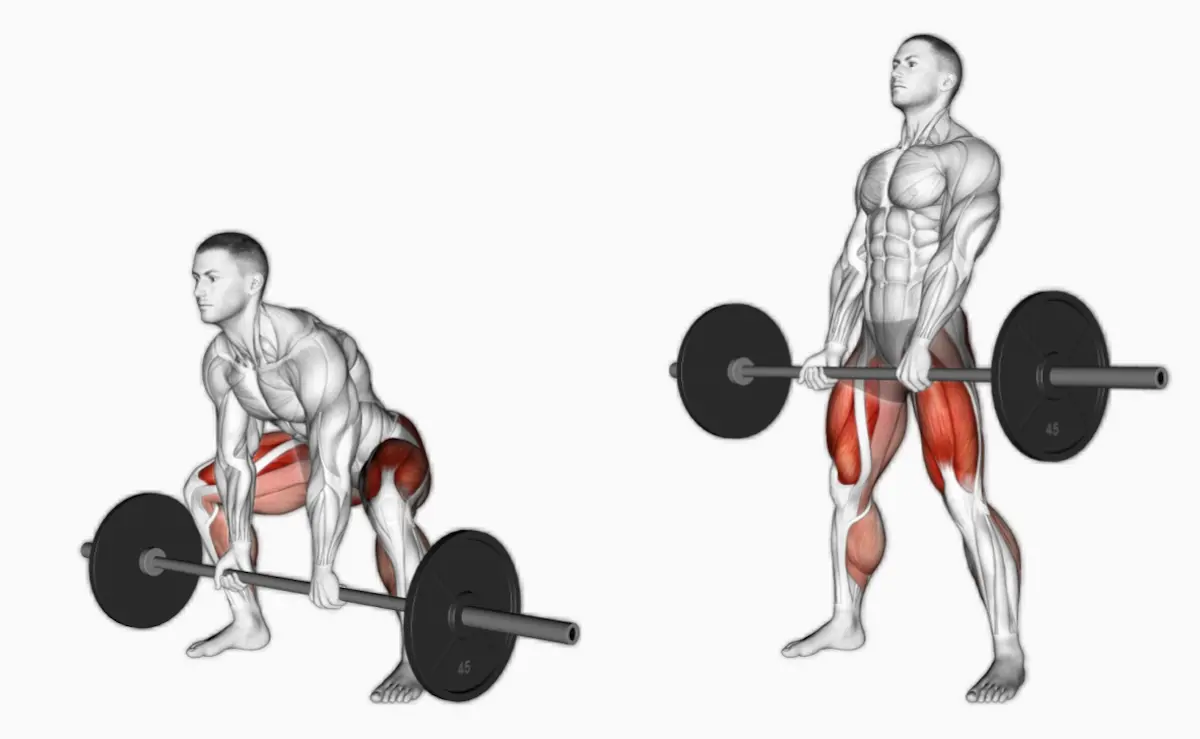 Muscles worked diagram of sumo deadlift