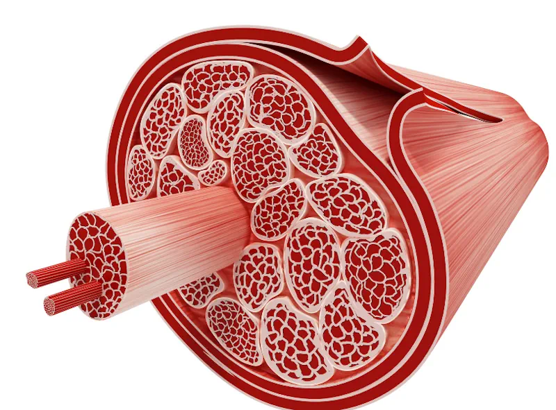 Activation of the ATP-PC Pathway During Powerlifting