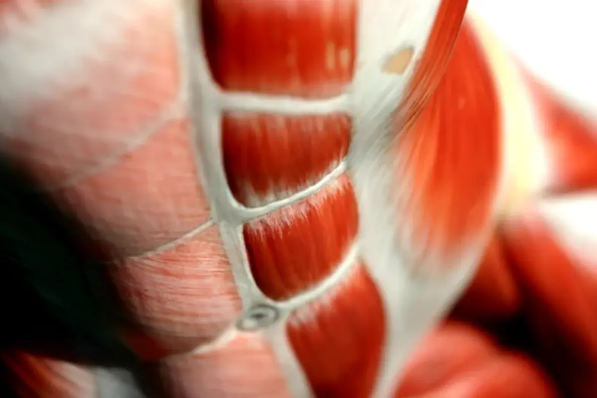 Core muscles