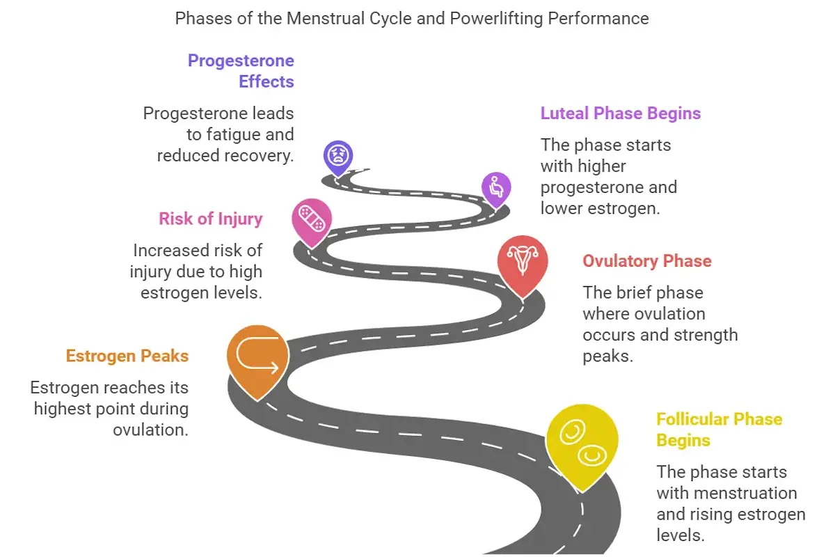 Phases of the menstrual cycle
